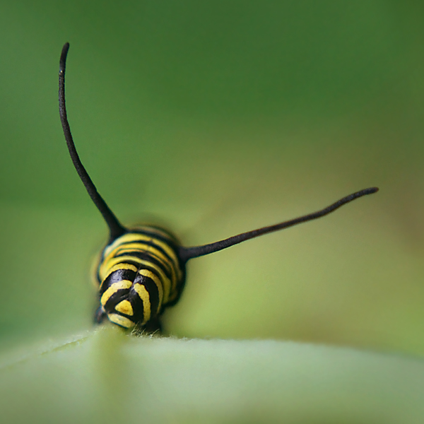 Monarch Caterpillar