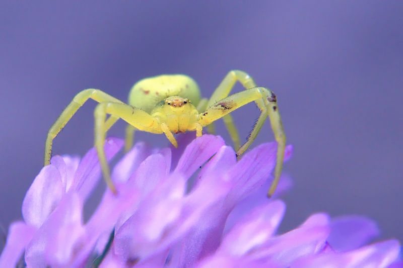 Crab Spider