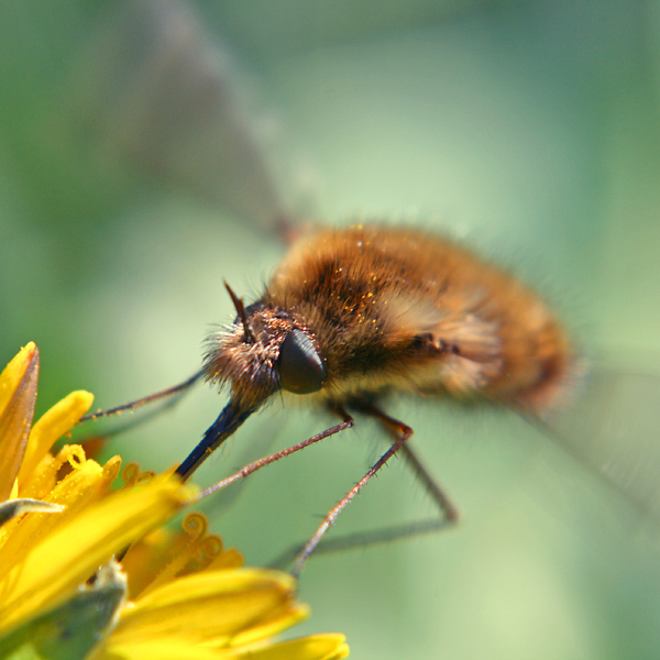 Bee fly