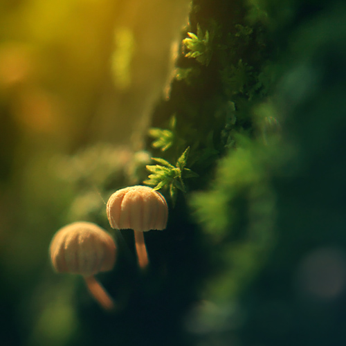 Fungi