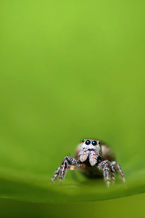 Jumping Spider