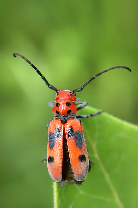 Red Milkweed Beetle