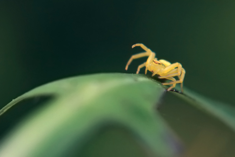 Crab Spider