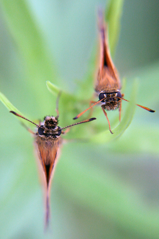 Skipper Butterflies